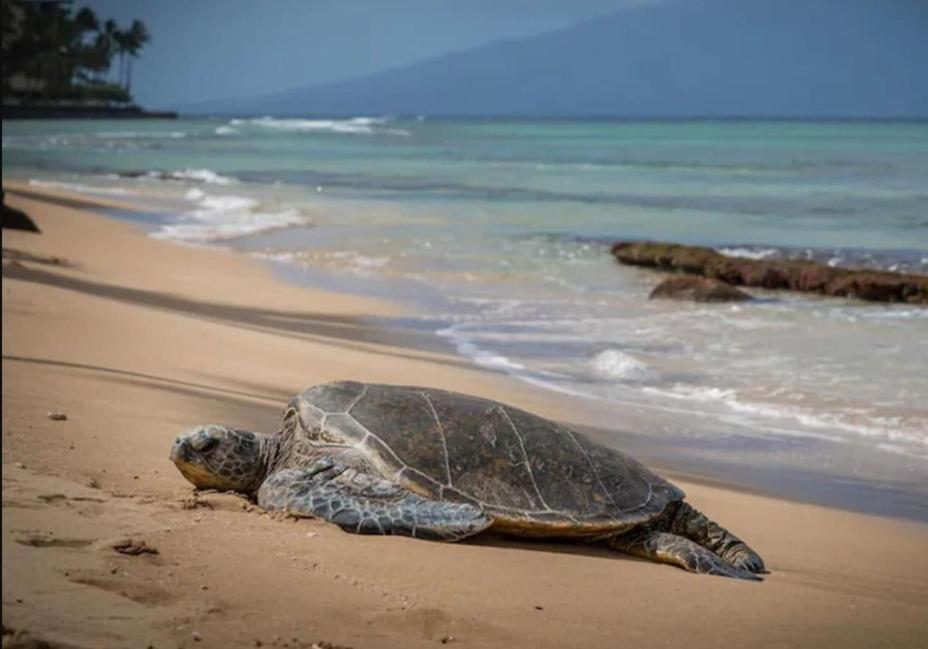 Central Kihei Gem! 3-Min Walk To The Beach & Shops Вайлеа Екстер'єр фото
